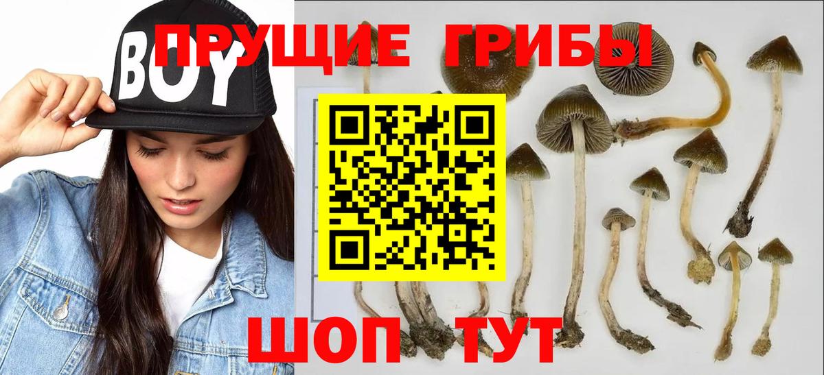 Галлюциногенные грибы прущие грибы Моздок