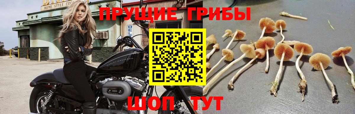 Псилоцибиновые грибы Psilocybine cubensis  наркотики  Моздок  Вход с VPN  Галлюциногенные грибы MAGIC MUSHROOMS 